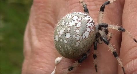 What Does Spider Poop Look Like?+Pictures - Amphibian Life