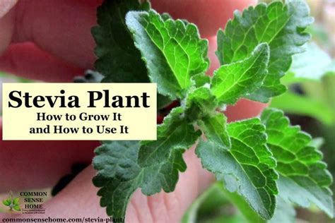 Stevia Plant – How to Grow It & Use It