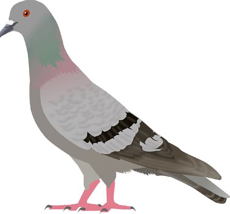 Pigeon Png Image Transparent HQ PNG Download | FreePNGimg