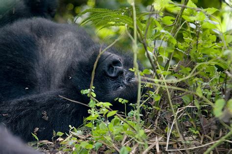 Mountain Gorillas Rwanda on Behance