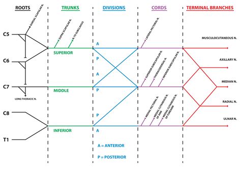 Upper Limb Nerve Lesions (Part 1 – The Brachial Plexus)