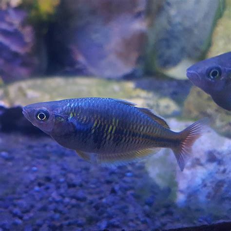 Rainbowfish at the Via Aquarium! (instagram: @AquariumKids) | Fish pet, Rainbow fish, Aquascape