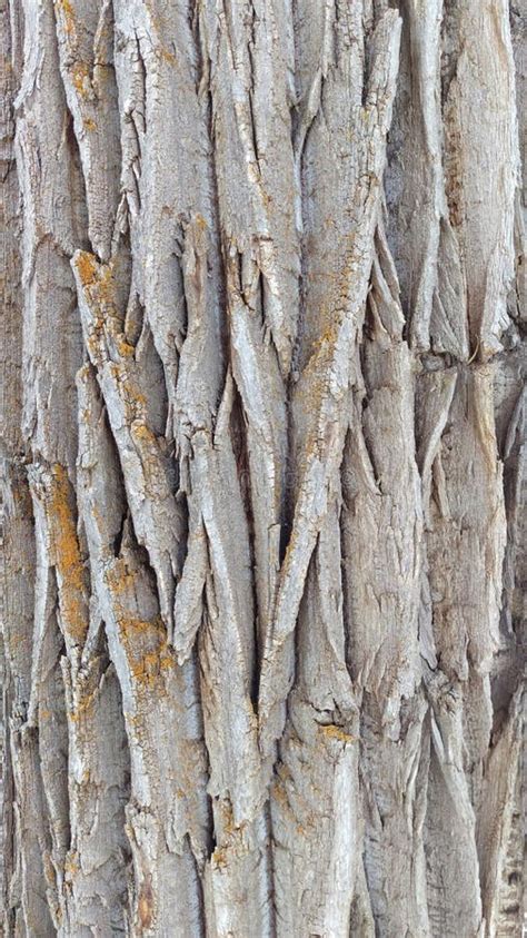 Detailed Poplar Tree Trunk Bark Stock Photo - Image of thick, detail: 139967646