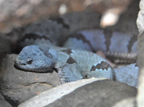 Crotalus lepidus klauberi / Banded rock rattlesnake in Arizona-Sonora ...