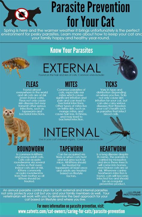 Parasite Prevention for Your Cat | Cat care tips, Cat care, Cat health care