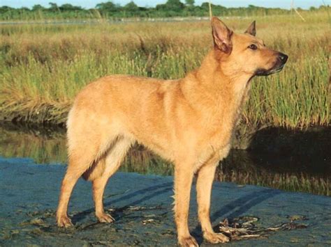 Chinook Dog Breed Information