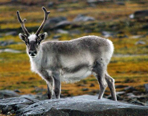 Reindeer of the Arctic, Facts and Adaptations - Rangifer tarandus, also ...