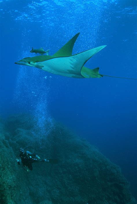 Chilean Devil Rays Dive Deeper Than You Think : Animals : Nature World News