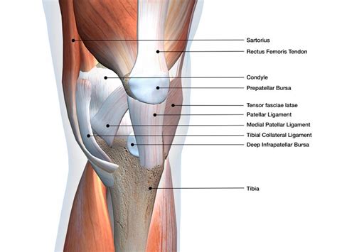 Knee Anatomy: Muscles, Ligaments, and Cartilage