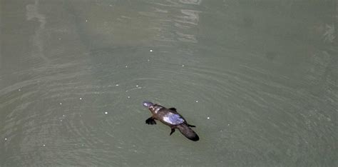 VIDEO: It's mating season and spotting platypus is a game | Morning Bulletin