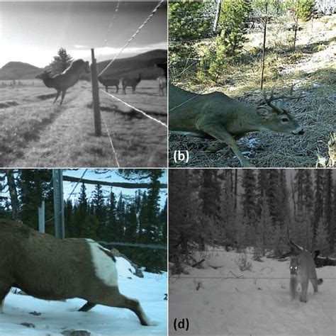 Remote camera images of wildlife crossing study fences in Banff... | Download Scientific Diagram