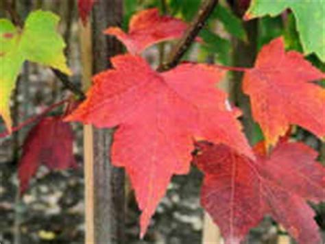 Rhode Island State Tree: Red Maple (Aceraceae Acer rubrum)