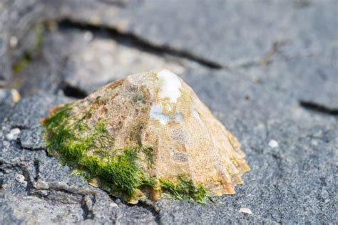 Common Limpet - Facts, Habitat, Diet, Conservation, & More - American Oceans