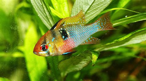 Blue Ram Cichlid Breeding And Care Guide - Build Your Aquarium