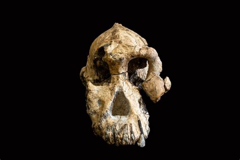 New Australopithecus anamensis skull shows evolution in human family ...