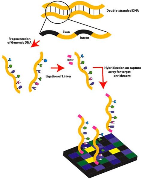 whole-exome-sequencing - Rising Tide Biology