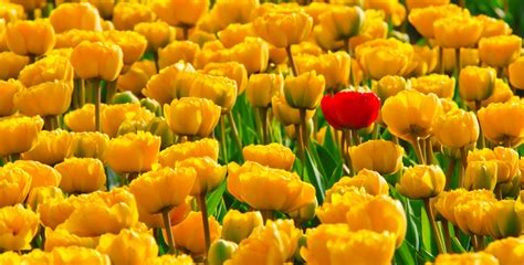 Yellow Tulip Flower Field during Daytime · Free Stock Photo