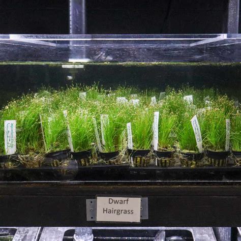 Dwarf Hairgrass | Aquarium Grass Carpet | Live Plants for Sale – Aquarium Co-Op