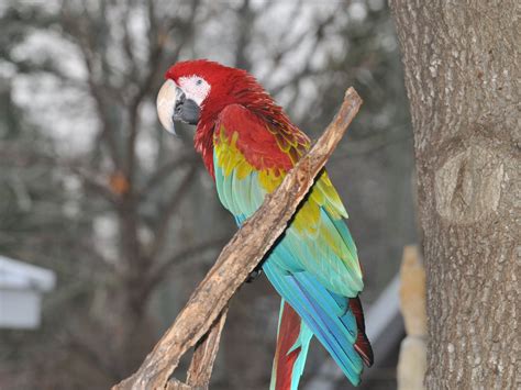 The Online Zoo - Red-and-green Macaw