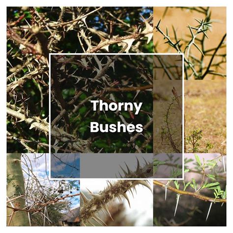 How to Grow Thorny Bushes - Plant Care & Tips | NorwichGardener