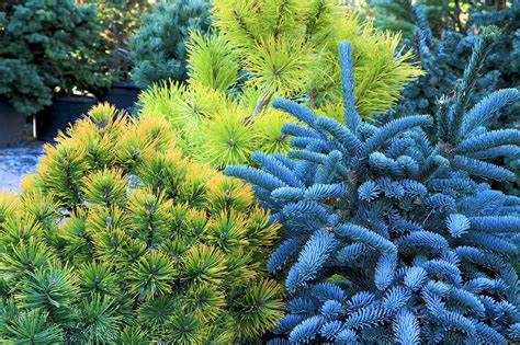 Dwarf conifers: Colorful ‘bones’ of the winter garden | HeraldNet.com