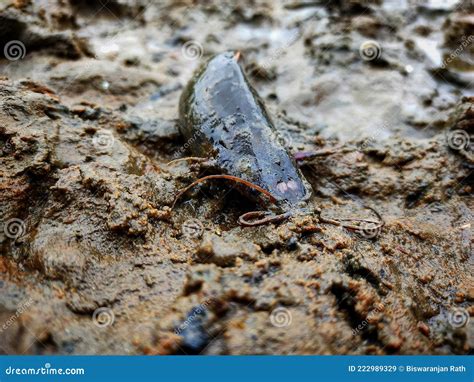 A Stinging Catfish Singhi Fish Laying On Mud Stock Image ...