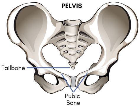 All About The Pelvic Floor: How to Keep The Pelvic Floor Functioning ...