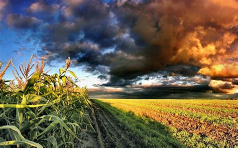 Corn field, corn, nature, fields, outdoors, HD wallpaper | Peakpx