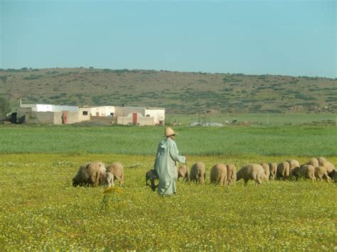 FiBL - Mediterranean farming systems