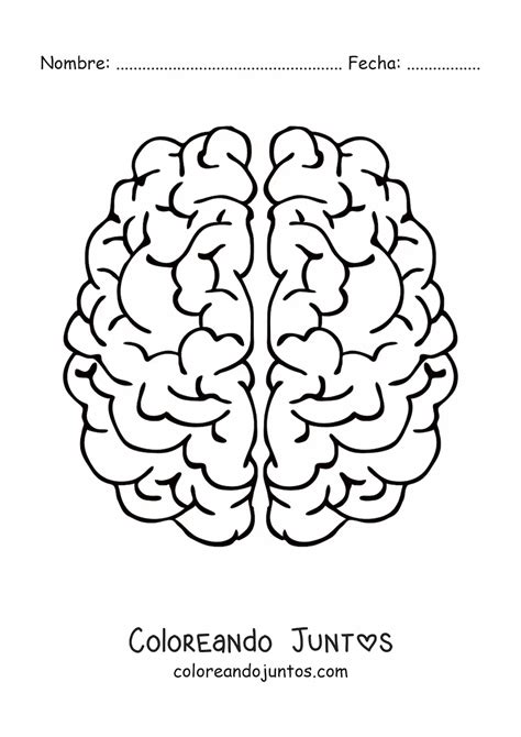 Hemisferios cerebrales | Coloreando Juntos