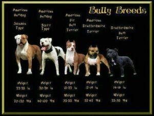 More info on dog breeds - Part 1 - Bully Breeds. | Rose Cottage