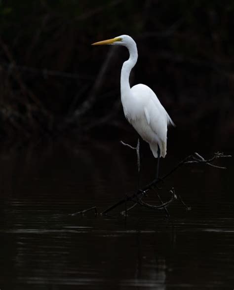 Wildlife Photography Guide to Everglades National Park (and Beyond ...