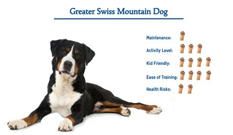 Greater Swiss Mountain Dog Breed… Everything That You Need to Know at a Glance!