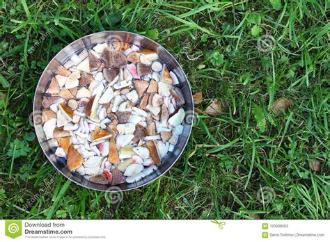 Bowl with Pieces of Forest Edible Autumn Mushrooms, on Green Grass ...