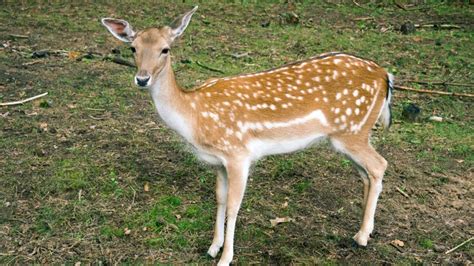 Can You Shoot a Deer on Your Property? | Information and Facts - Pest Samurai