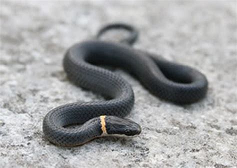 Ringneck Snake Facts and Pictures | Reptile Fact