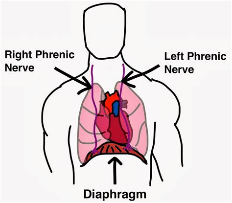 Diaphragm Muscle Spasm - Symptoms, Causes, Treatment