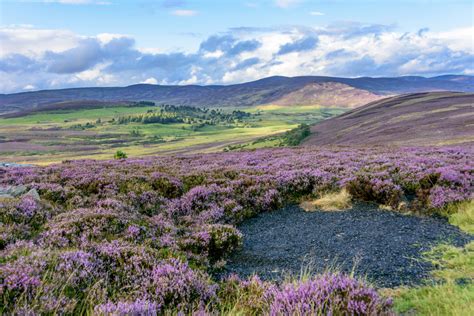 Heather Season in Scotland - Luxury Scotland Tours