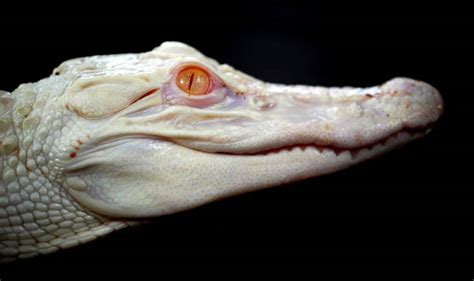 Only 12 White Alligators survive in the world | Buzz News, India.com