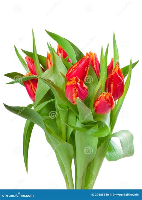 Bouquet of red tulips stock photo. Image of natural, bouquet - 29685640