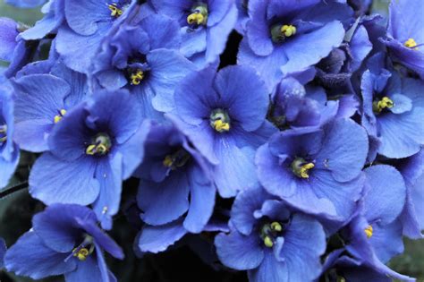 Free Images : flowers, african violet, flower, flowering plant, blue ...