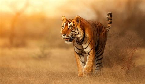 5 Best Wildlife Sanctuaries In West Bengal For Your Bucket List In 2023!