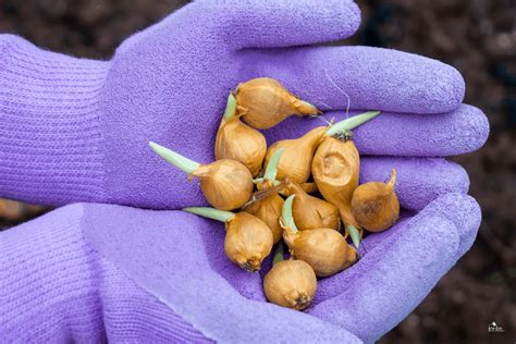 Iris Bulbs (Bulbous Iris) - A Quick Guide - Garden for Beginners