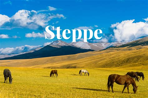 The role of steppe ecosystems in Kazakhstan's agricultural industry