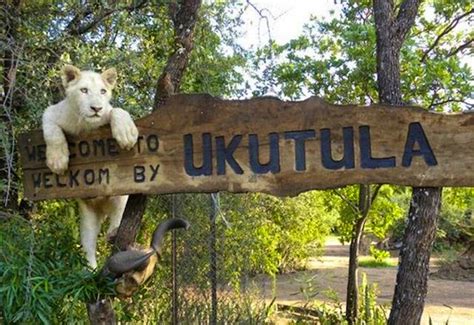 About Ukutula Lion Park in Escape From Johannesburg