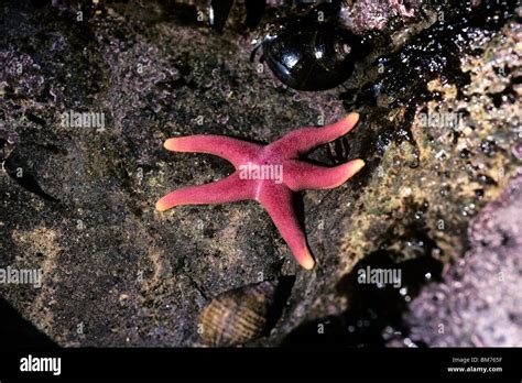 Blood sea-star or Bloody Henry starfish (Henricia sanguinolenta) at low ...