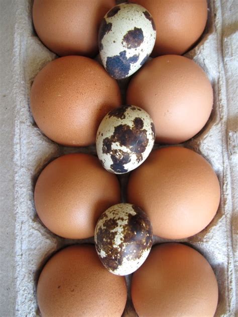 Quail Eggs: Quirky & Cute « The Cultured Cook