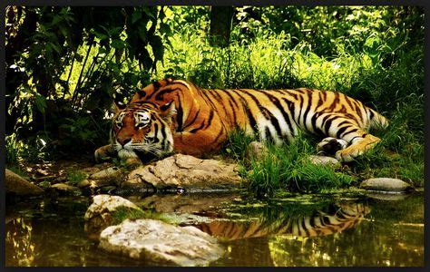 Talakaveri Wildlife Sanctuary | Tiger wallpaper, Nature animals, Animal wallpaper