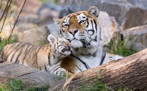 A Siberian tiger cub seen playing with their mother Dasha at a zoo in Duisburg, Germany ...