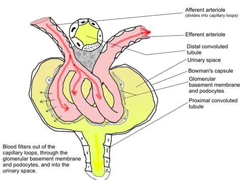 Difference Between Afferent and Efferent Arterioles | Definition ...